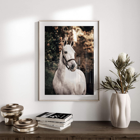 Plakat Biały Koń