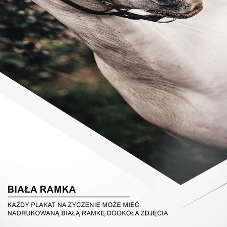 Kolekcja Plakatów Natura