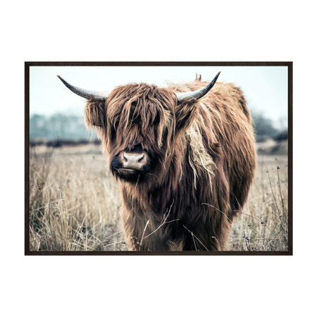 Plakat Krowa Szkocka